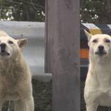 【雑賀崎】和歌山のアマルフィ？いや、野犬の王国だった！毎夕の大合唱で住民困惑