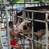 【中国】牛に無理やり水を飲ませて「かさ増し」、畜産業者ら5人を拘束