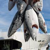 【高級魚】ミナミマグロ価格急落、漁業者が悲鳴！