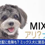 【ペット】人間の都合で生み出される“ミックス犬”に賛否…安易な交配はリスク大！？シベリアンハスキーとポメラニアンの掛け合わせは「ポンスキー」