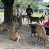 【鹿虐待】奈良公園の鹿〝虐待動画〟拡散の裏で「日本人説」が浮上★2