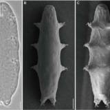 【研究】 最強生物クマムシの新種、“人が即死レベルの放射線”を浴びると活性化　中国チームが発表