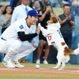 【大谷翔平の愛犬・デコピンが始球式に登場】ネットは大興奮 「デコピンの始球式、超可愛いし超おりこうさん！」 「デコピンの始球式大成功じゃん」