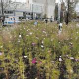 【神奈川】 ただの通行人もカウント？　川崎市が「94万人来場」と発表した緑化イベント、担当者に聞いたら…