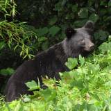 【クマ】クマ出没でネット上は集団ヒステリー状態…ニホンオオカミを絶滅させた頃に似た嫌なムード