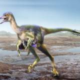 【恐竜】新種の「恐竜の化石」アマチュアが発見の快挙　日本初の奇跡的な保存状態　「眠る狩人」の名がつけられた肉食恐竜　鳥のような寝姿