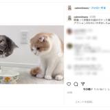 【虐待】「本当クソ」猫に炭酸水与えた登録者200万人超えYouTuberに批判殺到…病気招く可能性も