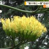 【幻の花】数十年に一度のはずが…リュウゼツラン、全国で大開花祭り！