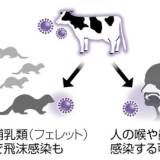 【東京大研究】鳥インフルエンザウイルス、人への感染性高まった可能性