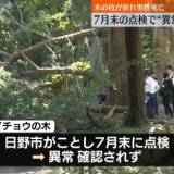 【事故】木の枝が折れ男性死亡　7月末の点検で“異常確認されず”　国交相「大変重たい事態」