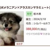 【ペットショップ】「虐待だろ」“体重差がありすぎる”犬の交配を行ったペットショップが炎上