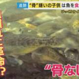 魚離れに大革命！ 丸ごとガブリ「骨なし魚」研究進む「骨を取るのが面倒くさい」を解決 子供の健康促進へ