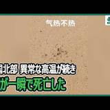 【気候変動】中国北部で高温と干ばつが続き、河南省、山東省、安徽省などでは農作物が極度の水不足に陥り、酷暑で亡くなる人も出ている・・・多くの地域で35℃から39℃の高温、一部地域では40℃超