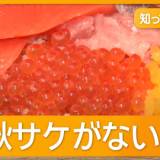 【ピンチ】秋サケ不漁で"海の宝石"イクラも高騰!?ノルウェー産サーモンが大特価で食卓を救う