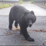 【スーパーに侵入したクマ】捕獲も秋田市には駆除に「かわいそう」と抗議の電話が…被害増大も止まぬ“同情論”