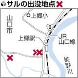 【サル】山口に飛びつきサル出没、人間を仲間と勘違いした子ザルの仕業か…２２年に延べ６６人が襲われる被害