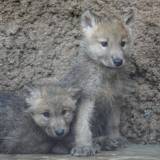 【動物】ホッキョクオオカミの赤ちゃん誕生　国内初、絶滅危惧種　那須