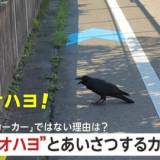 【新潟市】「オハヨ！オハヨ！」賢い“あいさつ”カラス登場に撮影者「知り合いかと思った」　カラス、人間の声マネをしている可能性