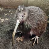 【飛べない鳥】日本最後のキーウィ『プクヌイ』、天王寺動物園で永眠