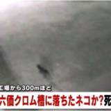 【速報】「六価クロム」槽に落ちたネコか　死骸を発見　広島・福山市