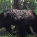 【北海道】牛襲い続けた「怪物ヒグマ」OSO18…“肉の味”教えたのは人か 進む巨大化と求められる対策