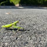 【ハリガネムシ】アスファルト上で死ぬカマキリ、寄生虫に操られていた　京大など解明