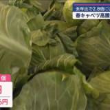 【経済】春キャベツ“高騰”　1個1026円も…　去年比で2.8倍にUP　お得な野菜は？
