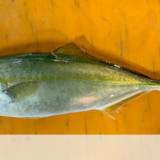 「夜食べると太る」魚の養殖に応用、脂が乗って美味に　長崎大が研究