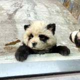 【中国】動物園の苦肉の策で登場させた「パンダ犬」が評判に　パンダ不在で犬をパンダに