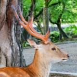 【SNS】奈良公園に設置された「暑さ対策ミスト」、シカに占拠される⇒人間は「シカたない」「奈良公園ではシカがルール」