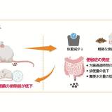 【北里大学研究】水分の不足は腸内環境を悪化させ、感染症にかかりやすくする