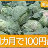 【野菜】1000円→100円台も キャベツ価格一転激安　1カ月で状況一変したワケは