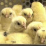 【動物福祉】1.3億羽殺される「オスのヒヨコ」卵の段階で性別を判別する『新手法』徳島大などが開発  オス有精卵をワクチン原料に回す