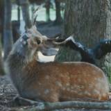 奈良公園のシカの角をカラス食べた？実はウィンウィンの関係で角の皮はぐ