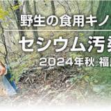 【東京電力/福島第一原発事故】秋の味覚　野生キノコのセシウム汚染状況は　2024年・福島県飯舘村　食品基準の100倍超も複数あった