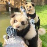 【動物】中国の動物園でニセパンダ騒動　チャウチャウを染め「ワン」と吠える