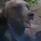 【クマ遭遇】「やばいぜ、おい」　ヒグマが車に突進、激突　北海道警が映像公開