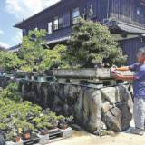 【ＢＯＮＳＡＩ】人気で海外に転売か、盆栽盗難相次ぐ…２６０鉢１２５０万円相当被害の業者「自衛にも限界」