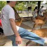 【奈良】「逮捕しろ！」奈良公園の鹿を“観光客”が蹴り飛ばす暴行動画、文化財保護法違反で実刑判決も
