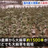 【埼玉県警】5億円相当の大麻工場を摘発！部屋いっぱいの大麻草⁉️ベトナム人6人逮捕